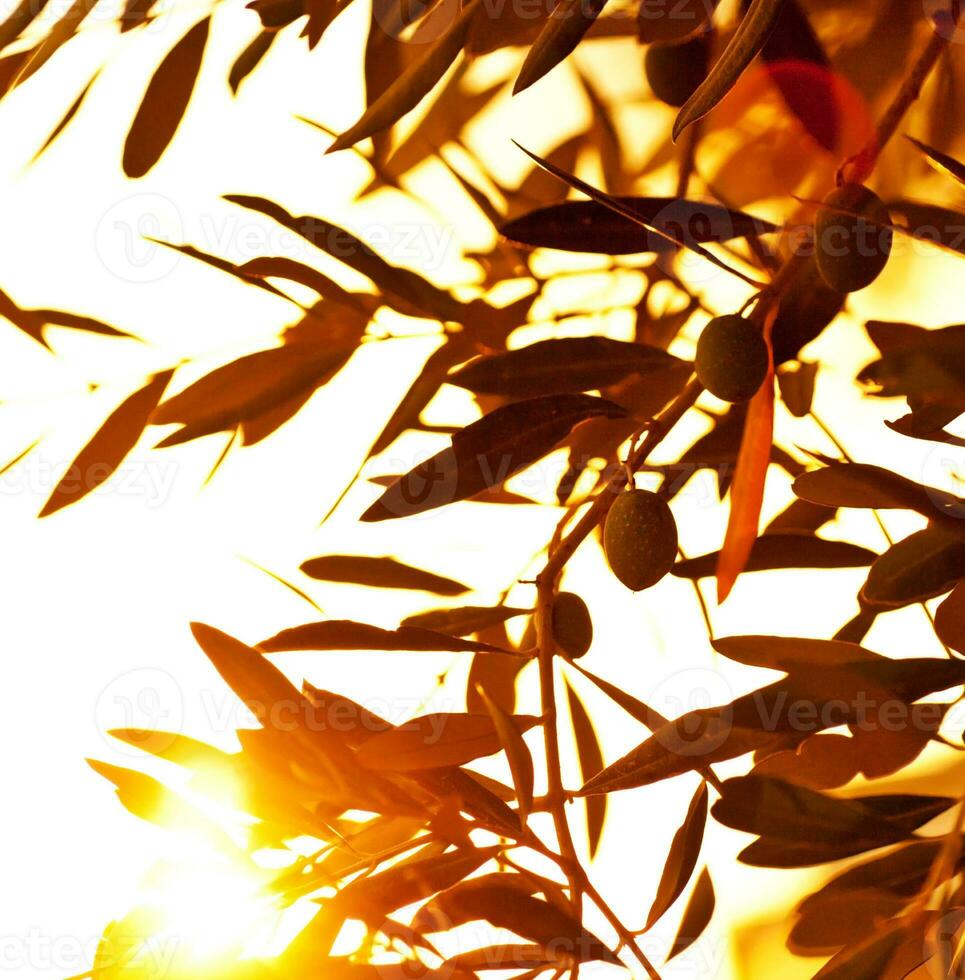 aceituna árbol en puesta de sol foto