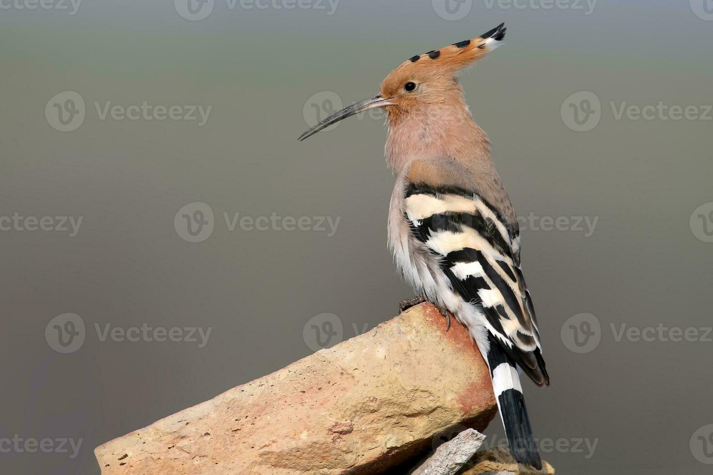 Various hoopoe on blurred background photo