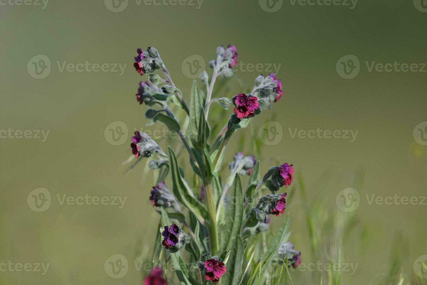 a small plant with purple flowers in a field photo