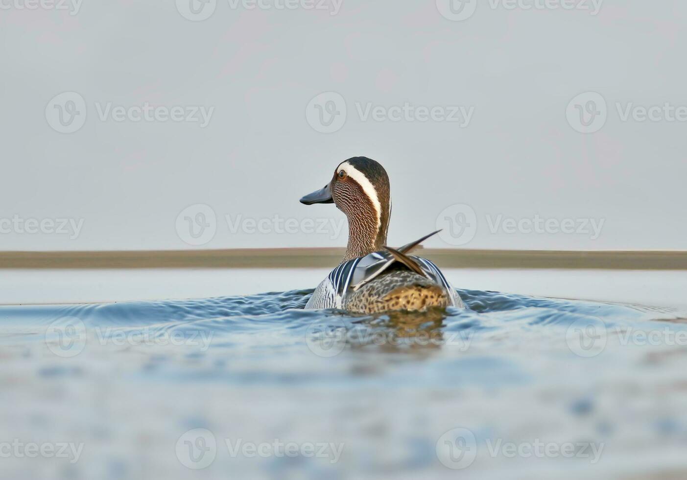 a duck swimming in the water with a gray sky photo