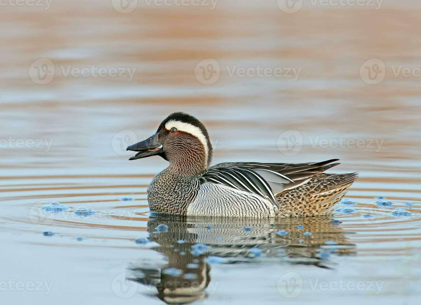 a duck with a white head and black beak swimming in the water photo