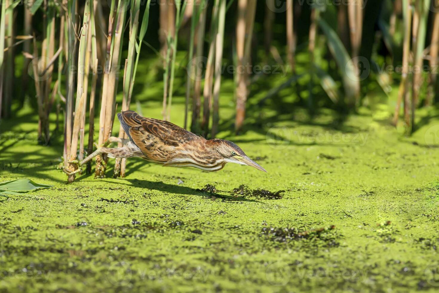 a bird is flying over a marsh photo