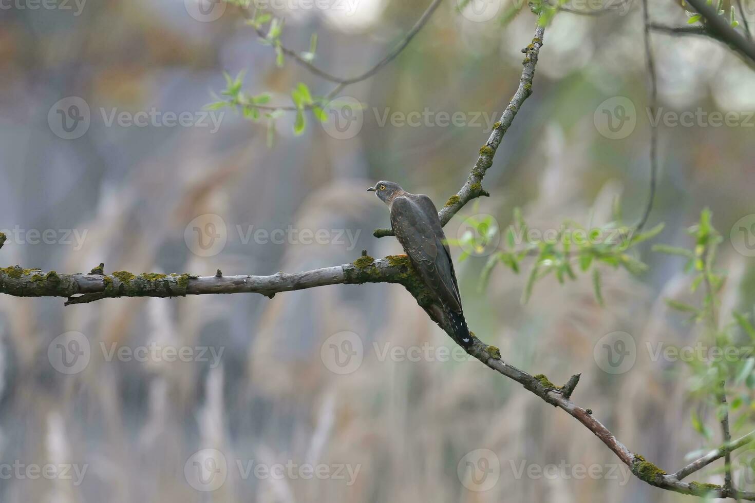 a bird sitting on a branch in the woods photo