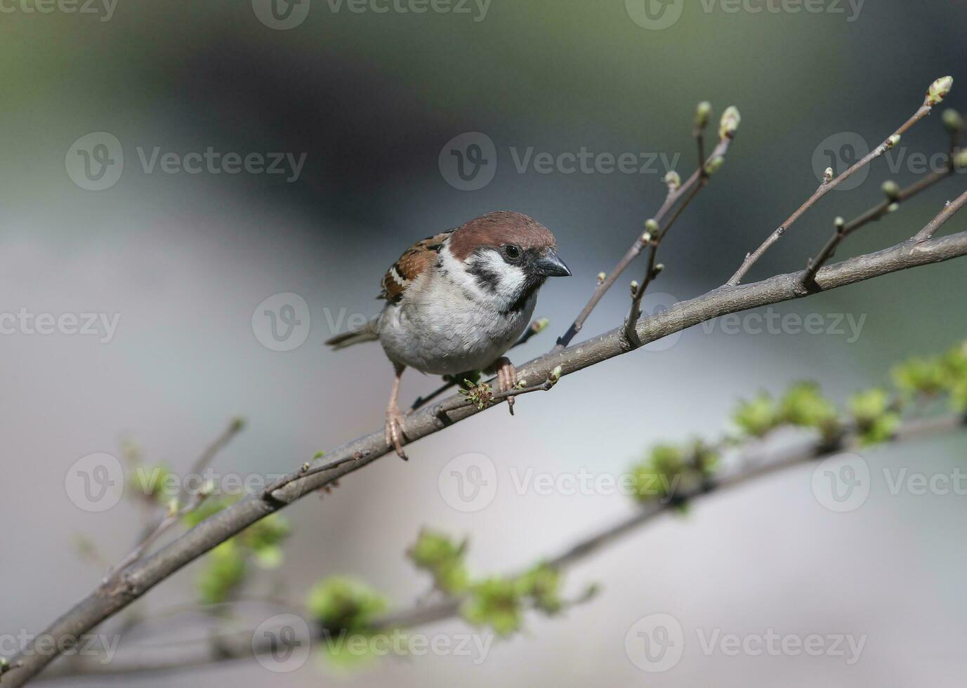 a small bird is perched on a branch photo