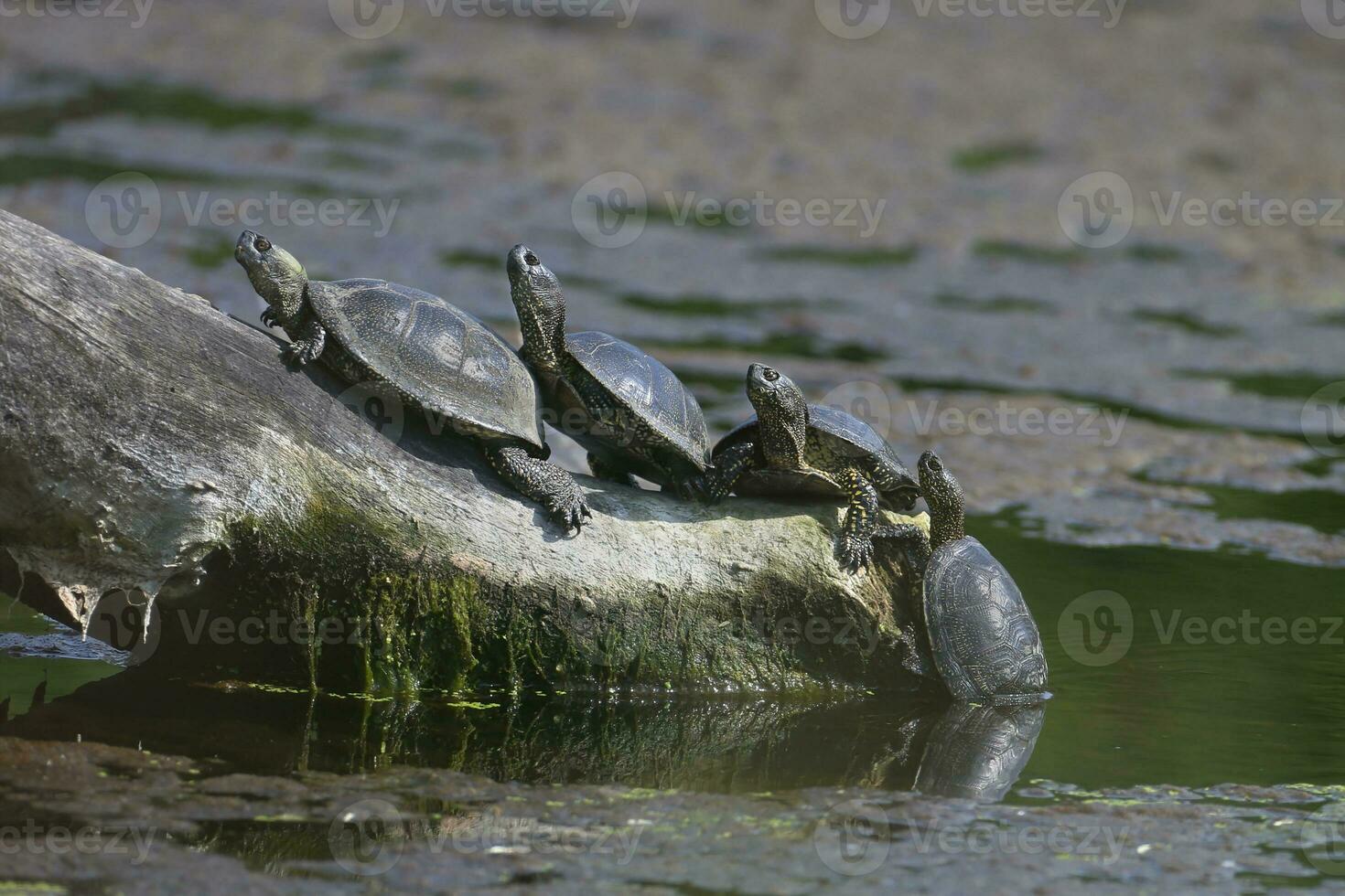 a group of turtles sitting on a log in the water photo