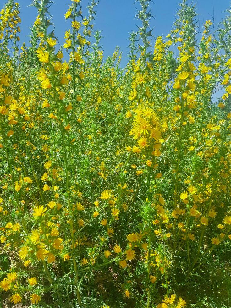 escolymus hispano, el común dorado cardo, en lleno floración foto