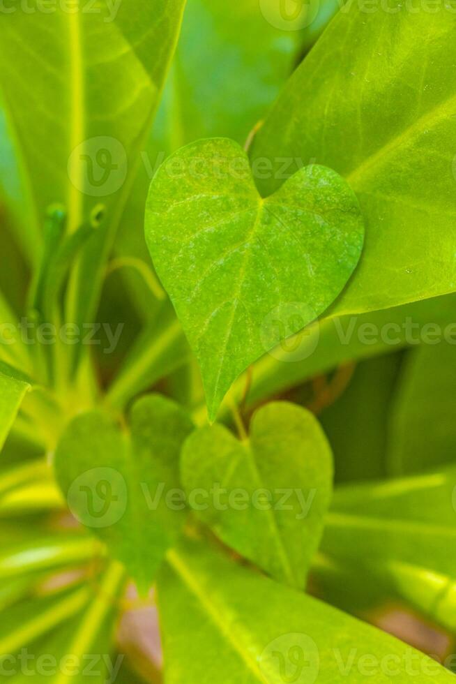 Tropical tree bush plant with heart shaped leaves in Mexico. photo