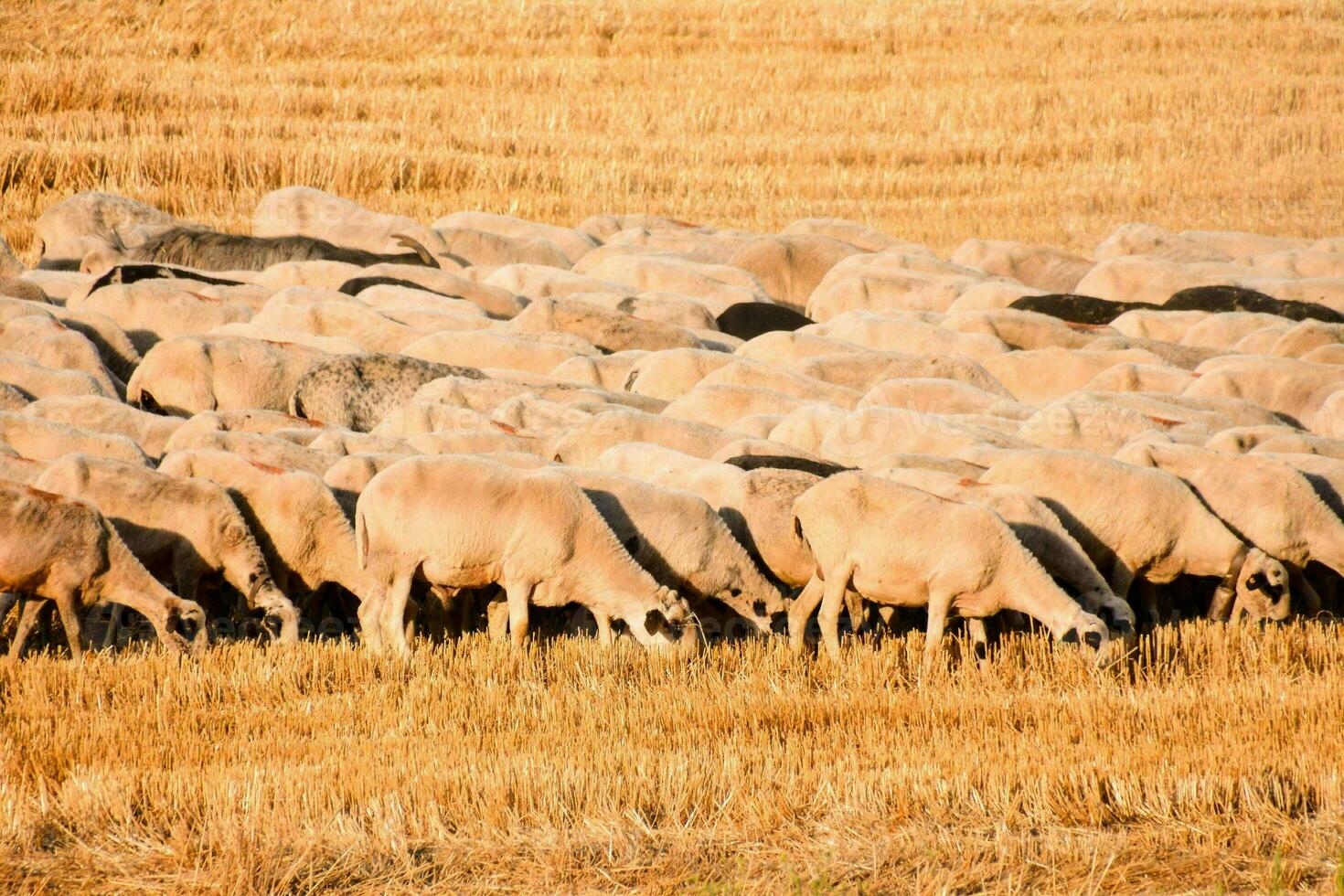 a herd of sheep grazing in a field photo