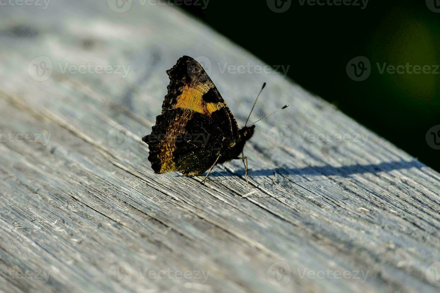 a small butterfly sitting on a wooden plank photo