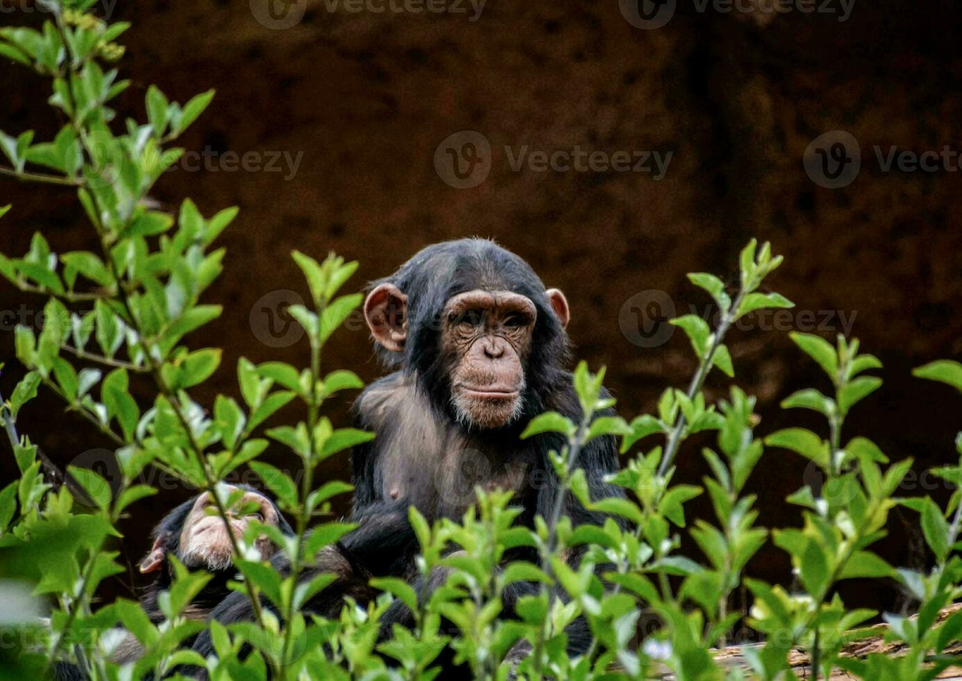un chimpancé es sentado en el hojas foto