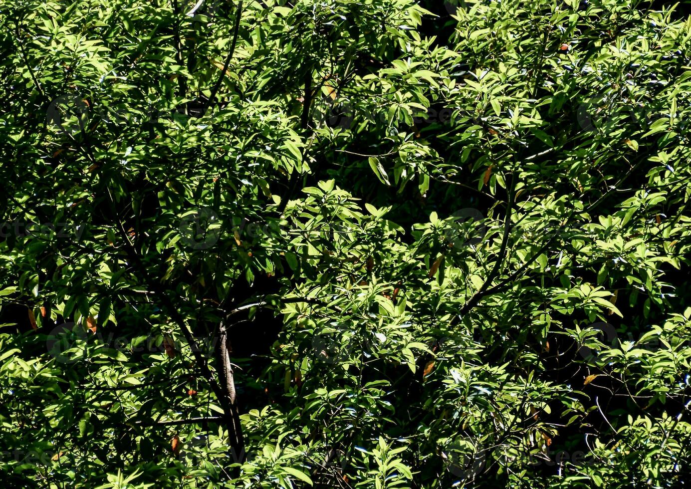 cerca arriba de árbol ramas foto