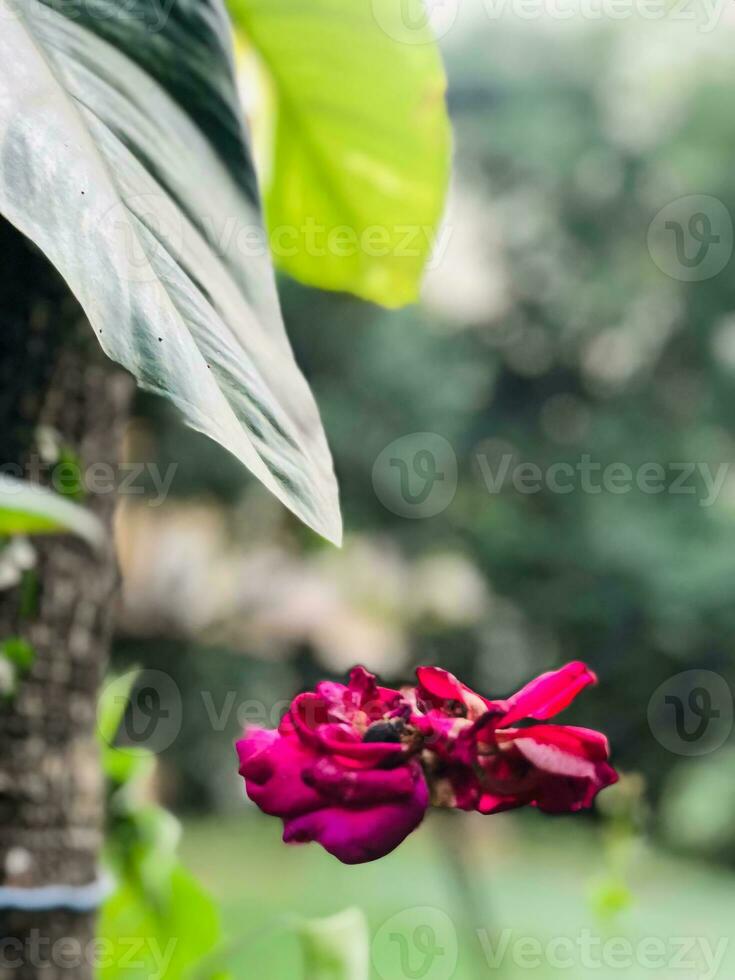 a red flower is growing on a tree photo