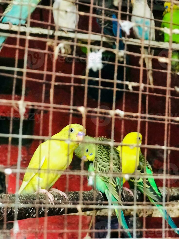 a group of birds in a cage photo