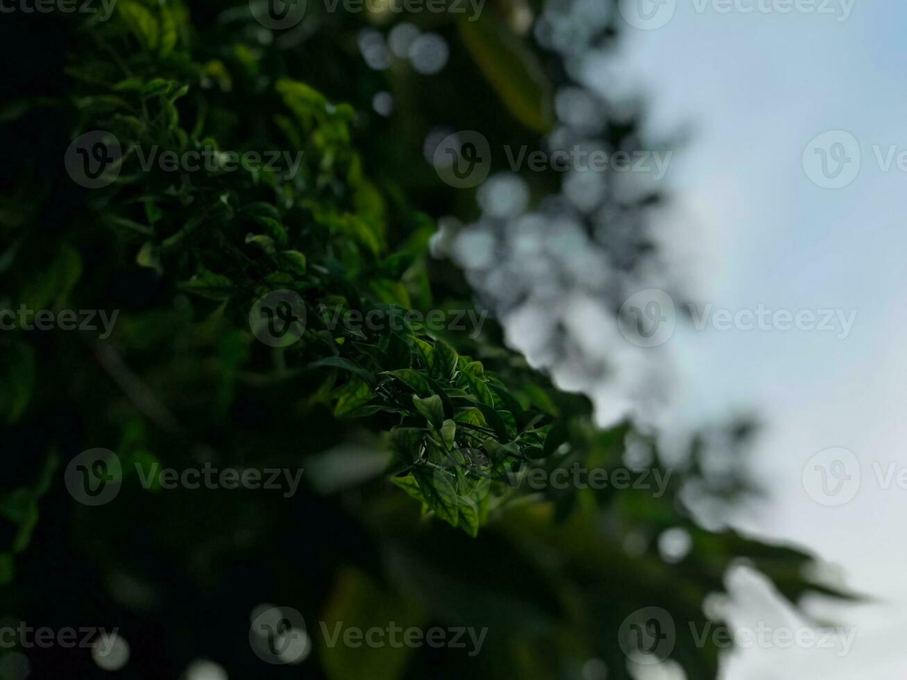 a close up of a green leafy tree photo