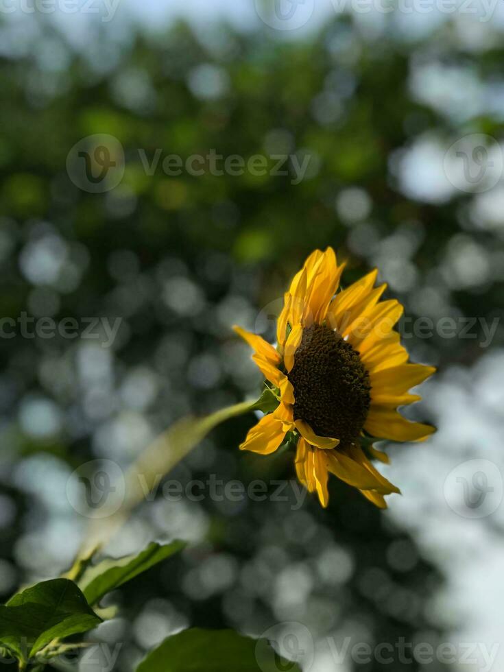 a single sunflower is in front of a green background photo