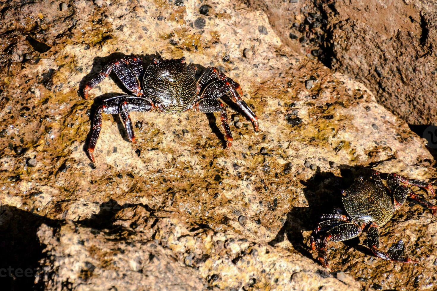 dos cangrejos en un rock en el Oceano foto