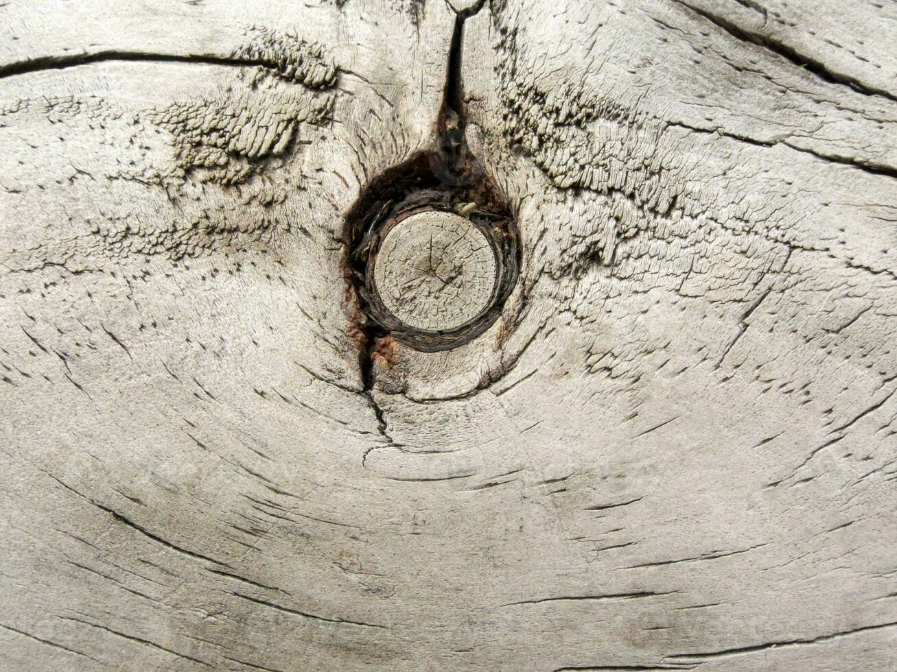 a close up of a tree trunk with a knot in it photo