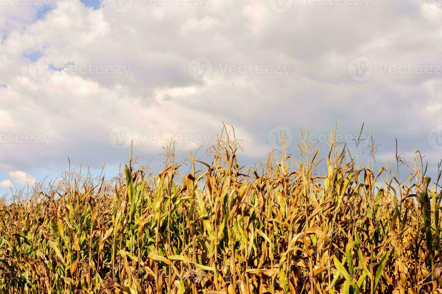 a field of corn with a blue sky in the background photo