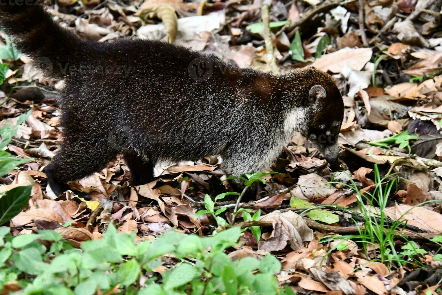 a small animal walking through the leaves in the forest photo