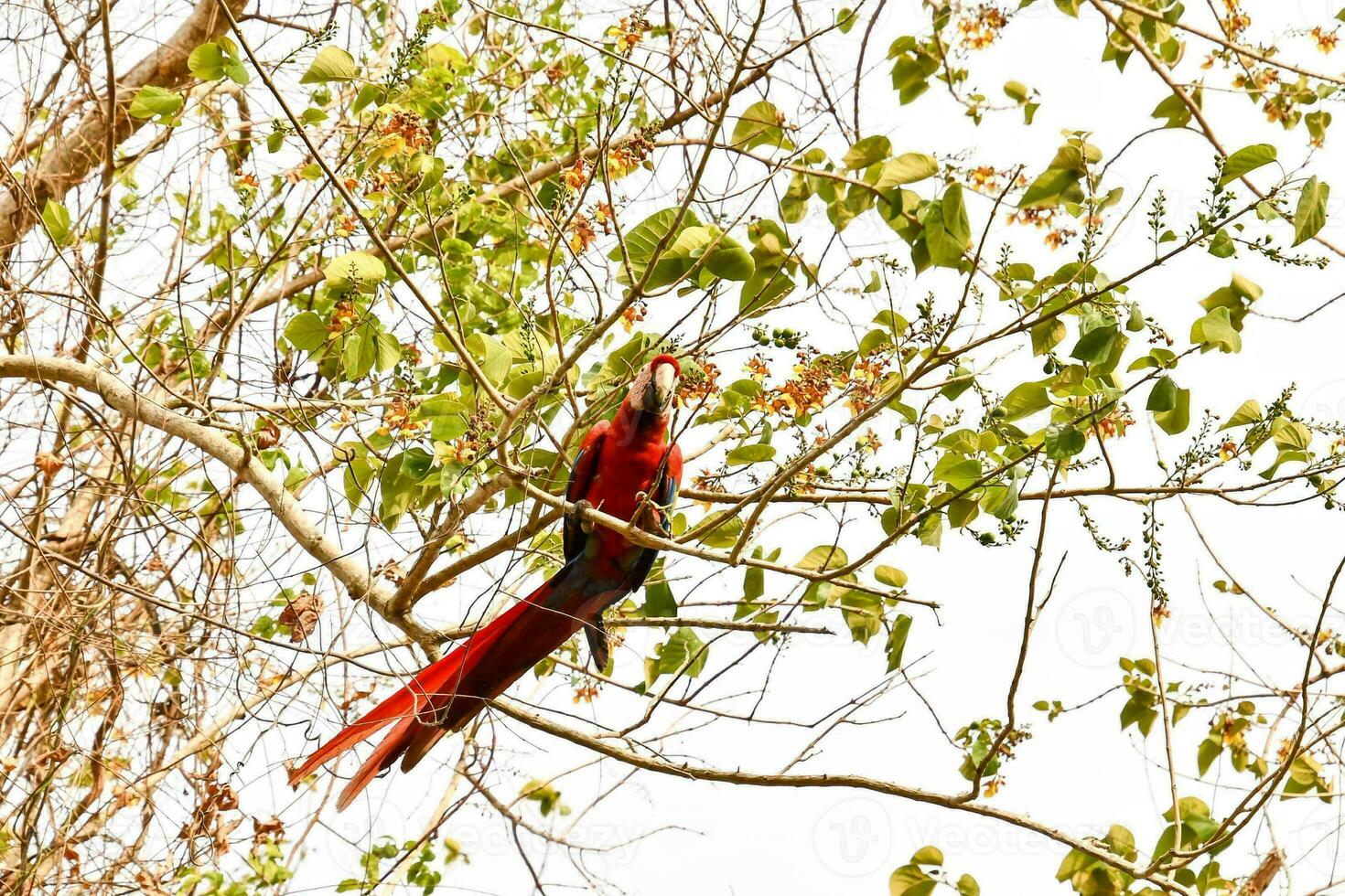 un rojo guacamayo encaramado en un árbol rama foto