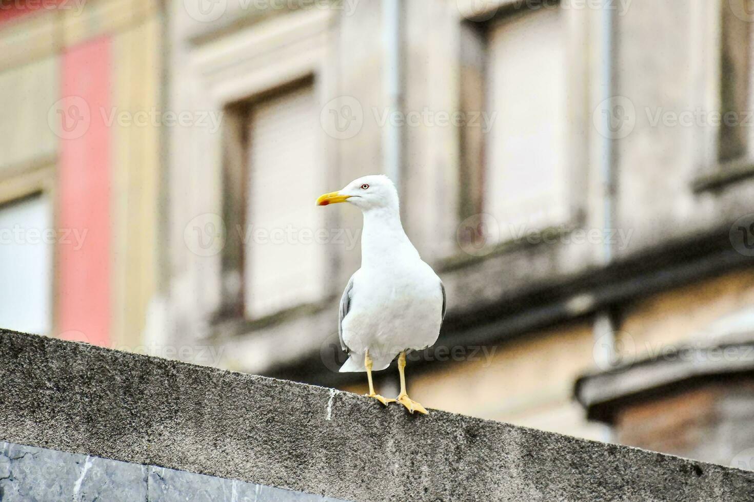 a seagull is standing on the edge of a building photo