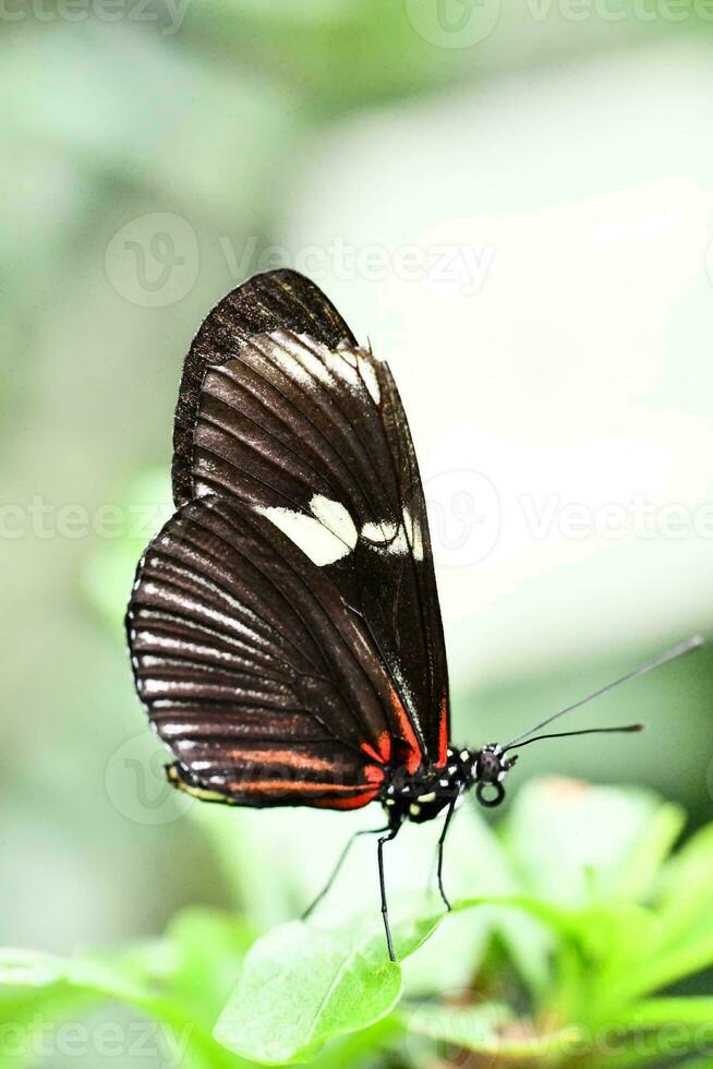 un negro y rojo mariposa foto
