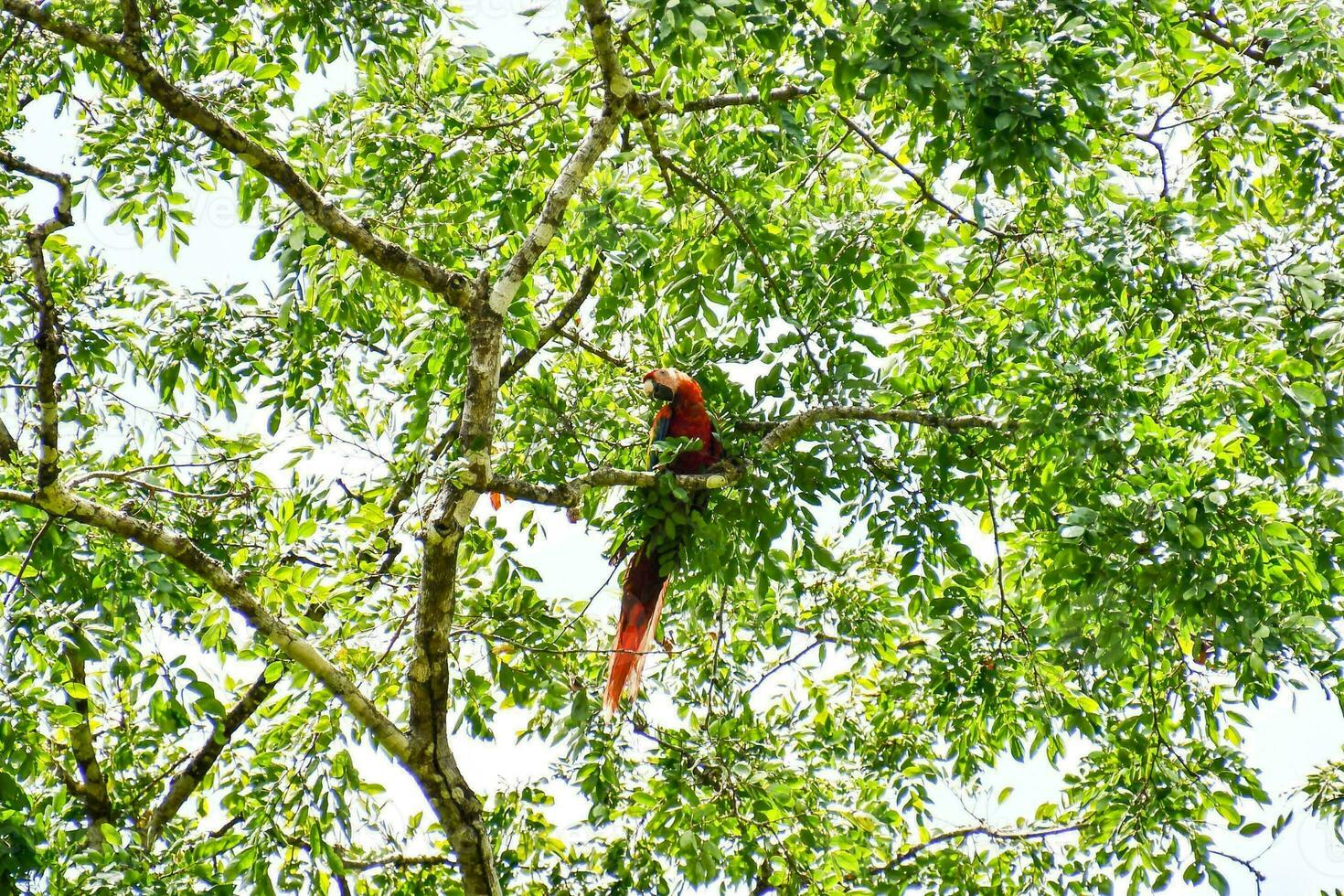 un rojo guacamayo pájaro sentado en un árbol foto
