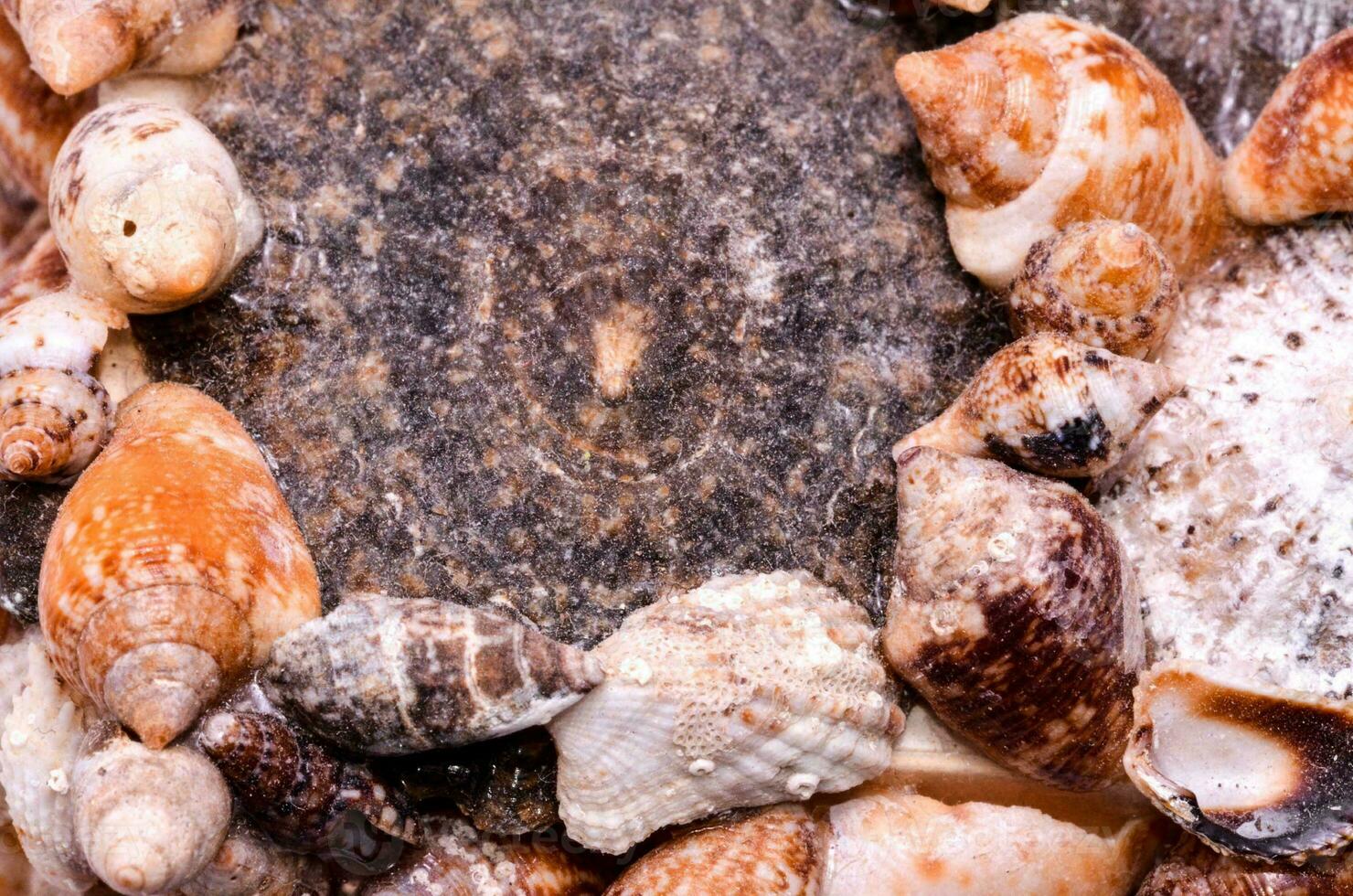a circle of shells on a stone photo