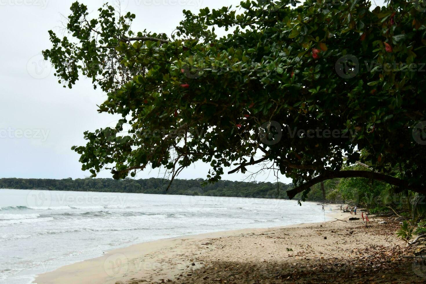 a beach with trees and sand on the shore photo