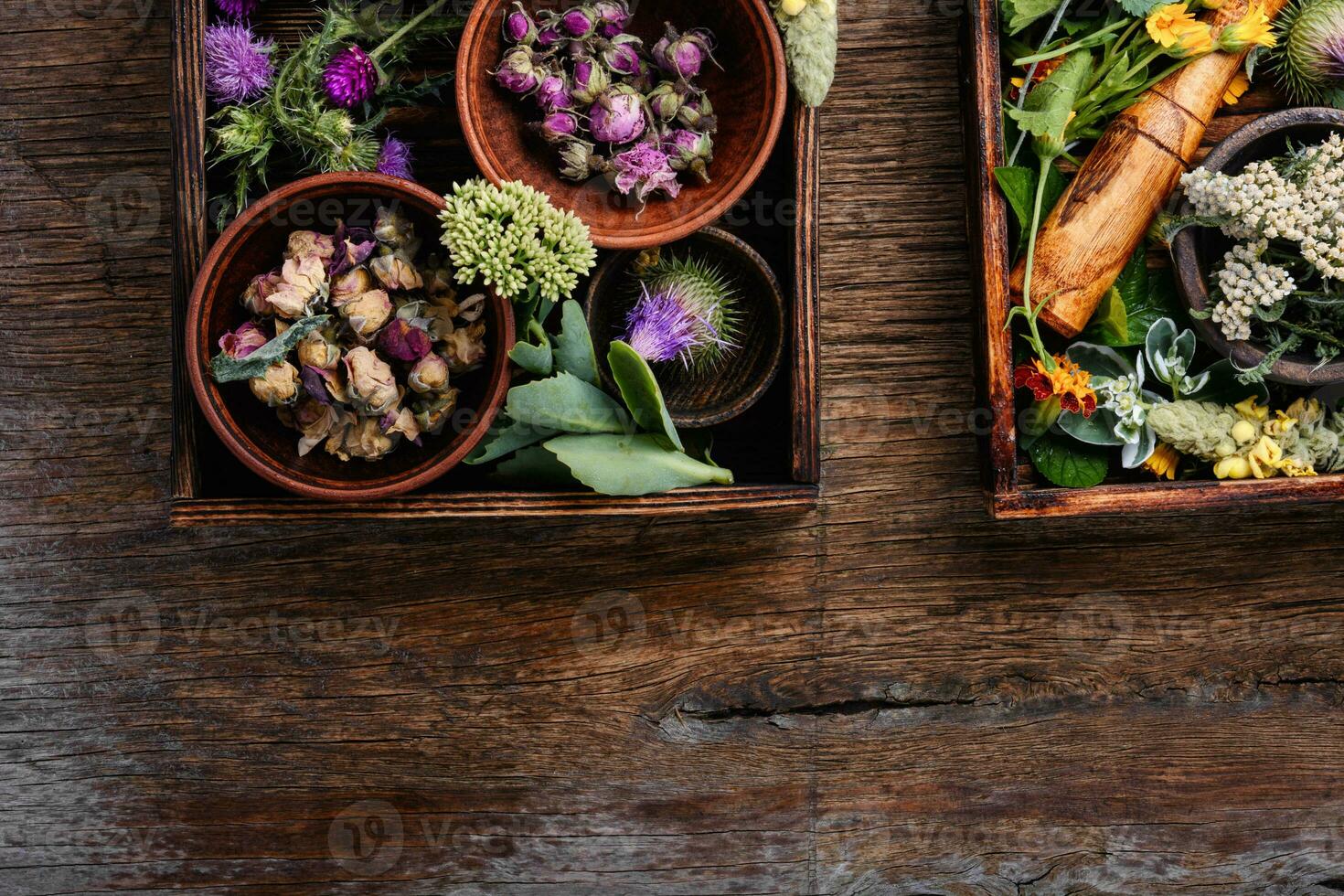 Healing herbs,herbal medicine photo