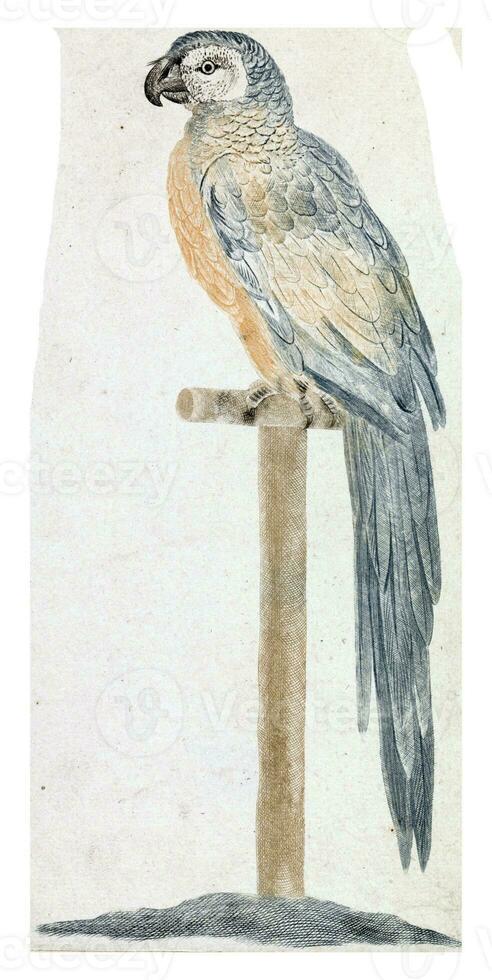 Parrot on a stick, anonymous, 1688 - 1698 photo