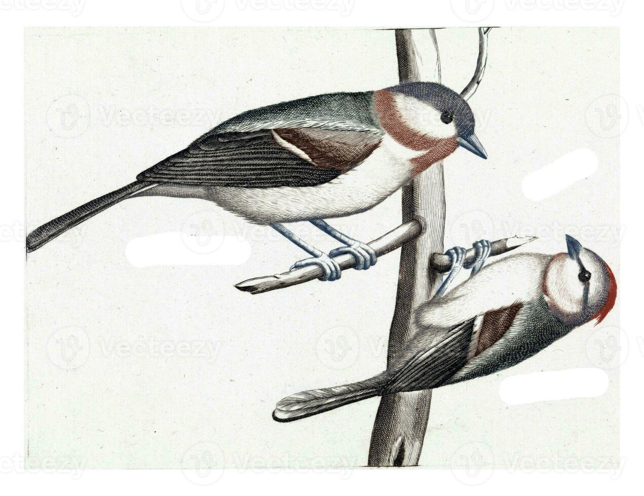 Glossy Head and Crested Tit, anonymous, 1688 - 1698 photo