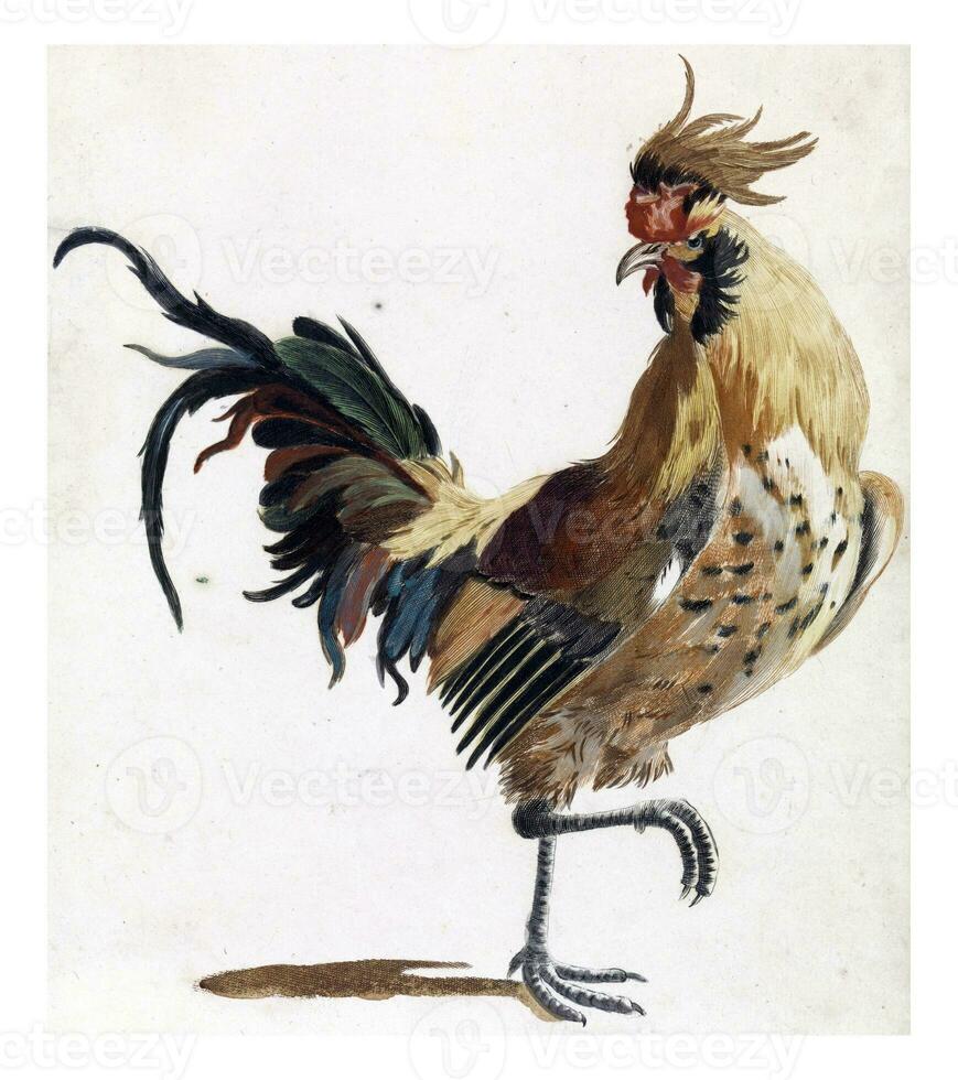 Rooster walking to the right version B, anonymous, 1688 - 1698 photo