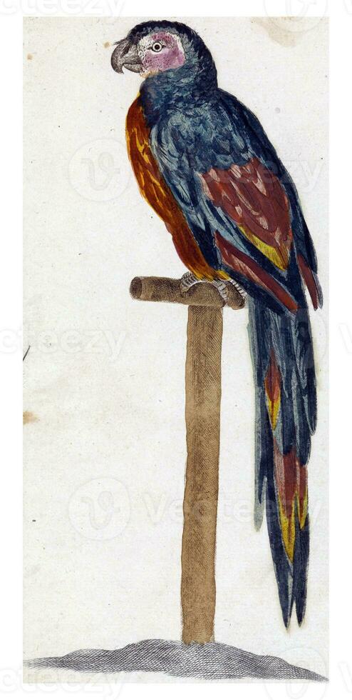 Parrot on Stick, anonymous, after Johan Teyler, 1658 - 1750 photo