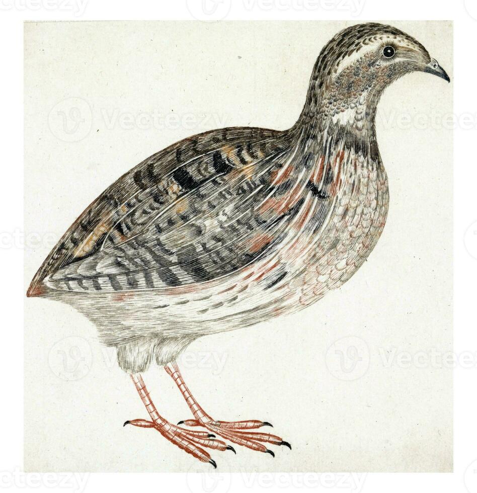 Quail, anonymous, 1688 - 1698 photo