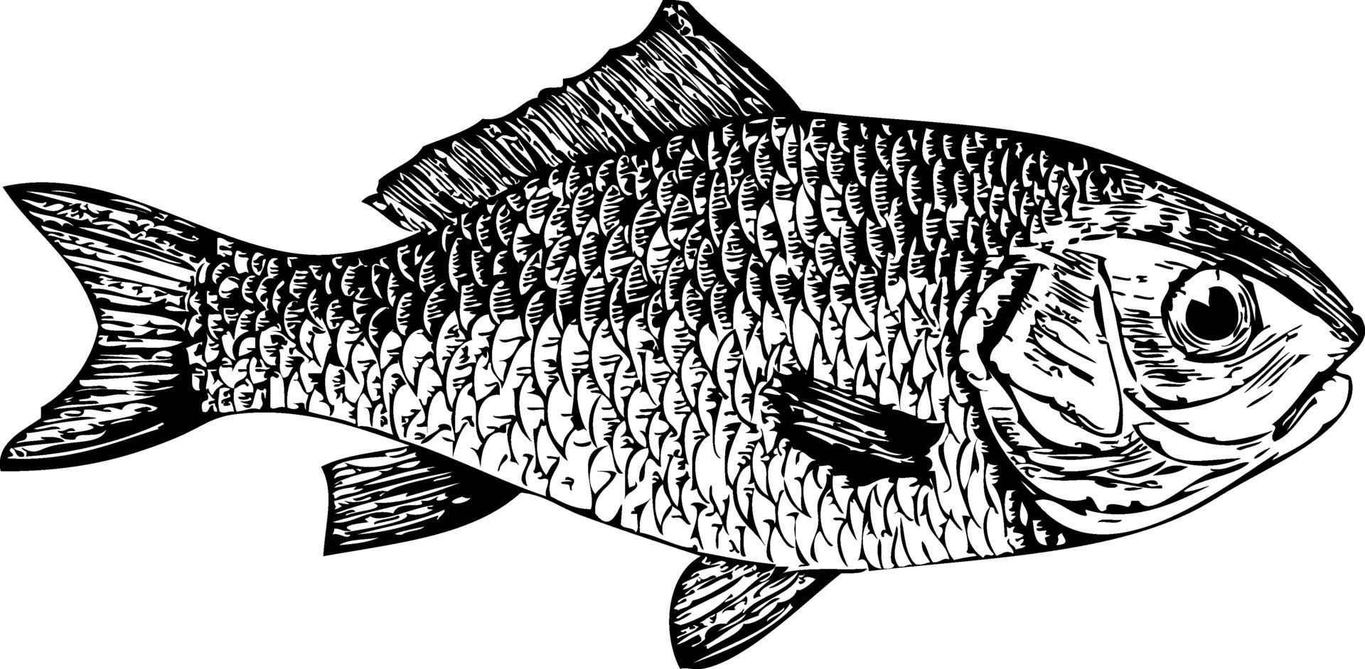 Dorade, goldfish Cyprinus auratus 34452892 Vector Art at Vecteezy