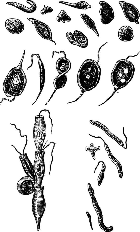 Prostistes intermediate between animal and vegetal, vintage engraving. vector