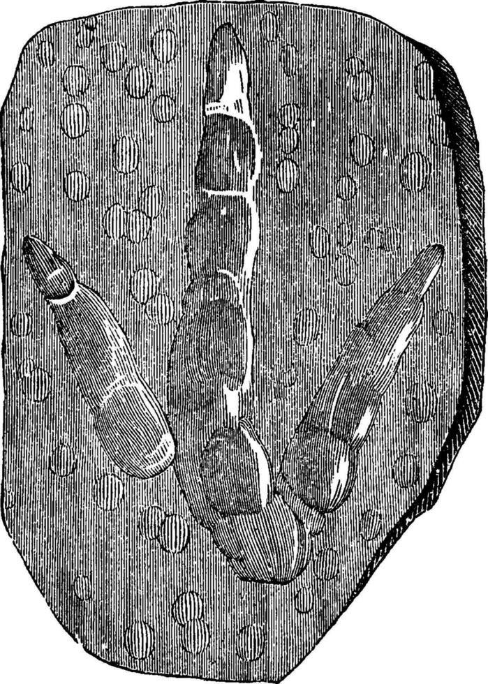 Footprints of brontozoum giganteum Triassic, vintage engraving. vector