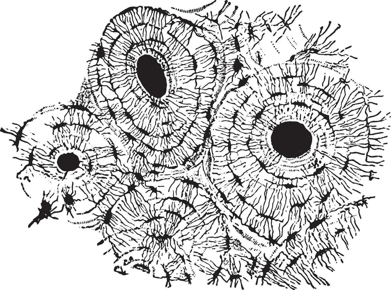 Transverse section of compact tissue of humerus, magnified about 150 times, vintage engraving. vector