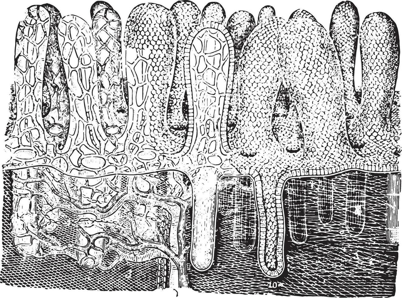 Suction pump villi, vintage engraving. vector