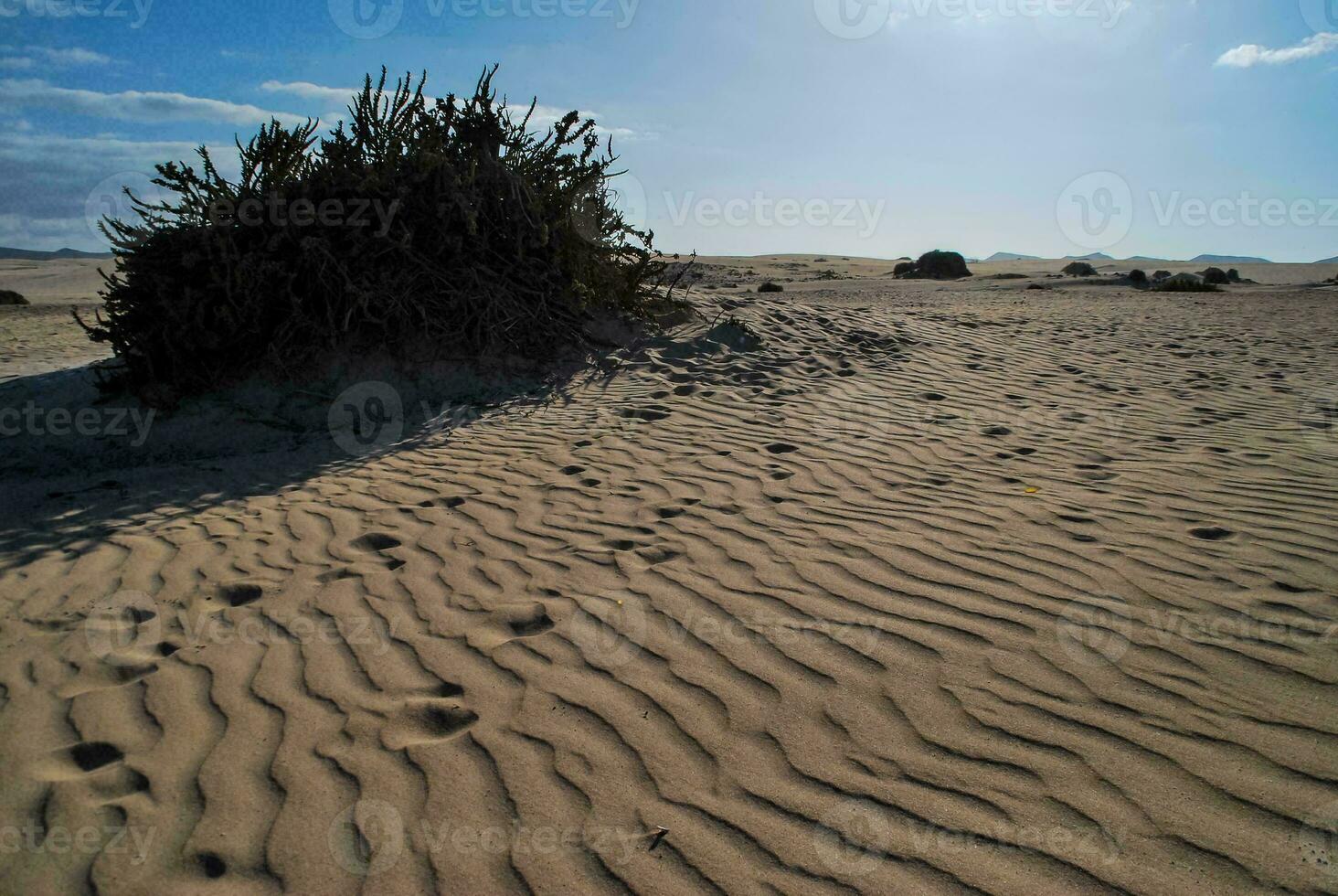 a desert with sand and plants on the ground photo