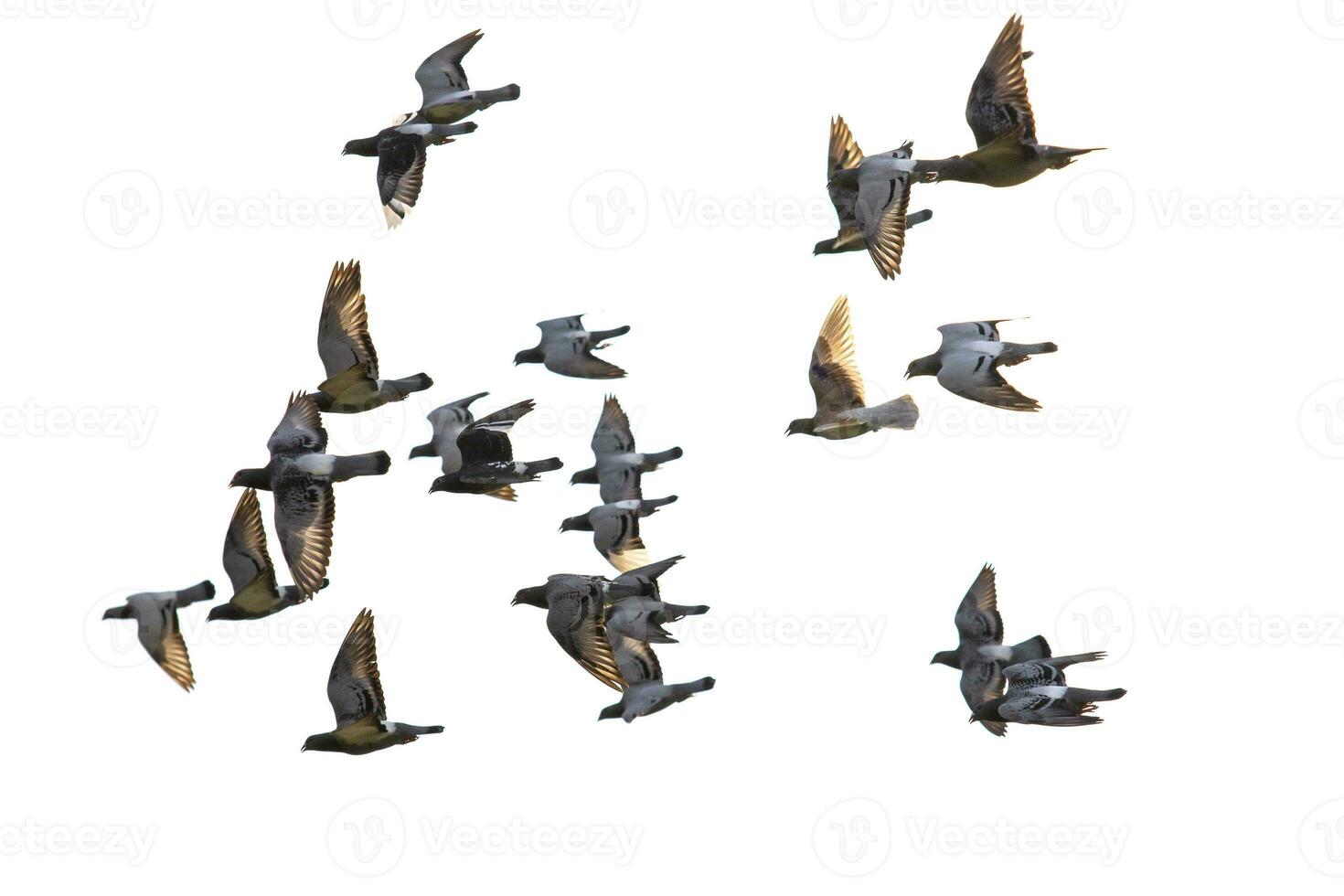 flying flock of speed racing pigeon isolate white background photo