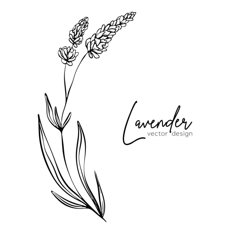 Botanical line illustration of a lavender branch for wedding invitation and cards, logo design, web, social media and posters template. Elegant minimal style floral vector isolated.