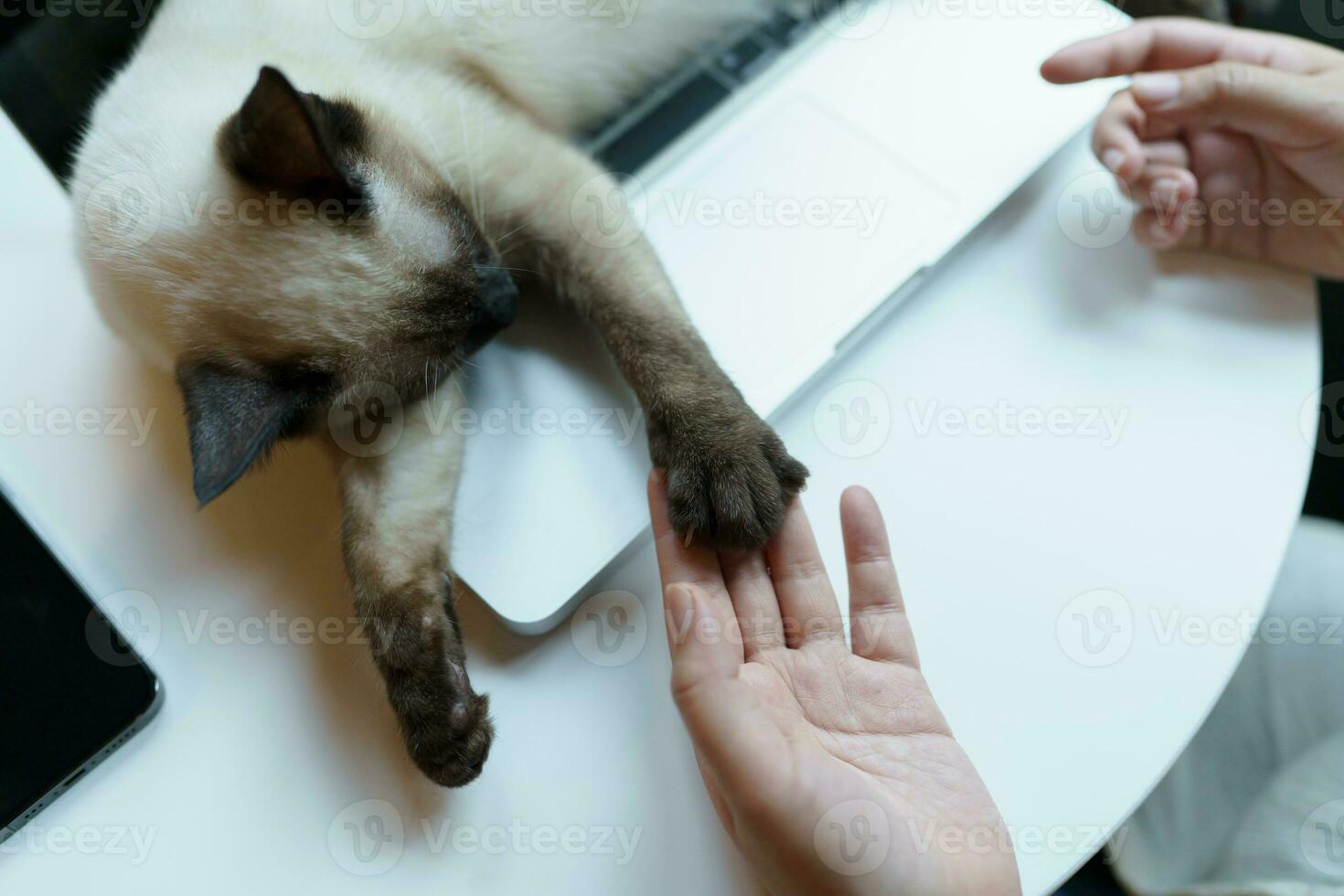 mujer trabajando desde hogar con gato. gato dormido en el ordenador portátil teclado. asistente gato trabajando a ordenador portátil foto