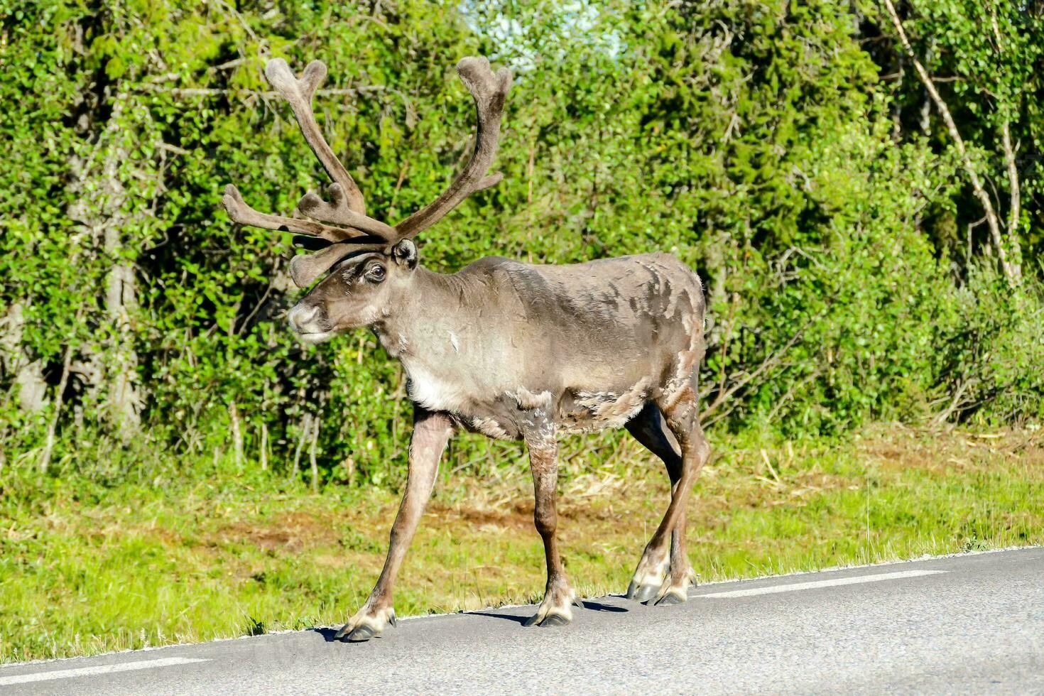 un reno cruce el la carretera en el medio de el día foto