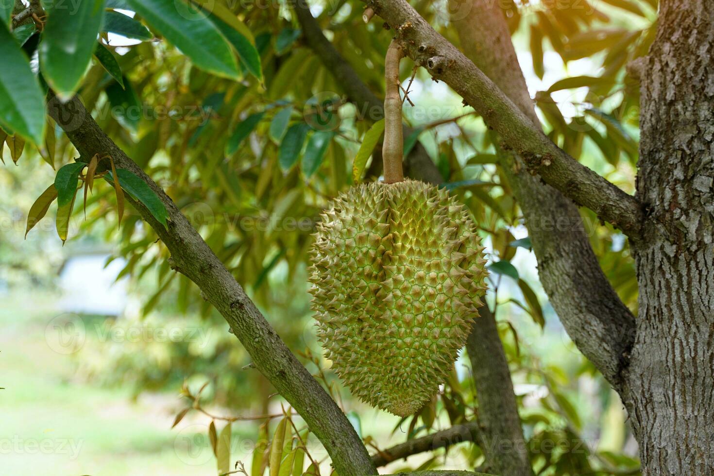 The durian on the tree is the king of fruits. The skin is thick and hard with sharp thorns. The yellow flesh is separated into lobes. with brown seeds inside the meat have a unique smell sweet taste photo