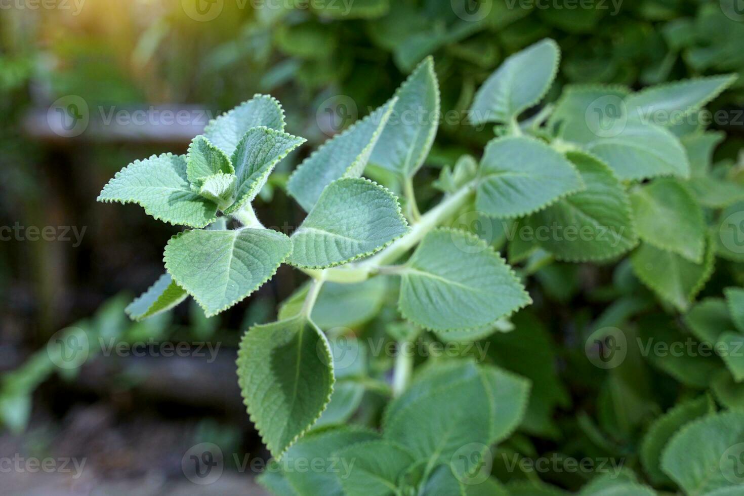 indio borraja es un suelo cubrir o en conserva planta a Decorar el casa. con un acre aroma ligeramente picante y agrio gusto eso es un medicinal planta, cada parte tiene medicinal propiedades. foto