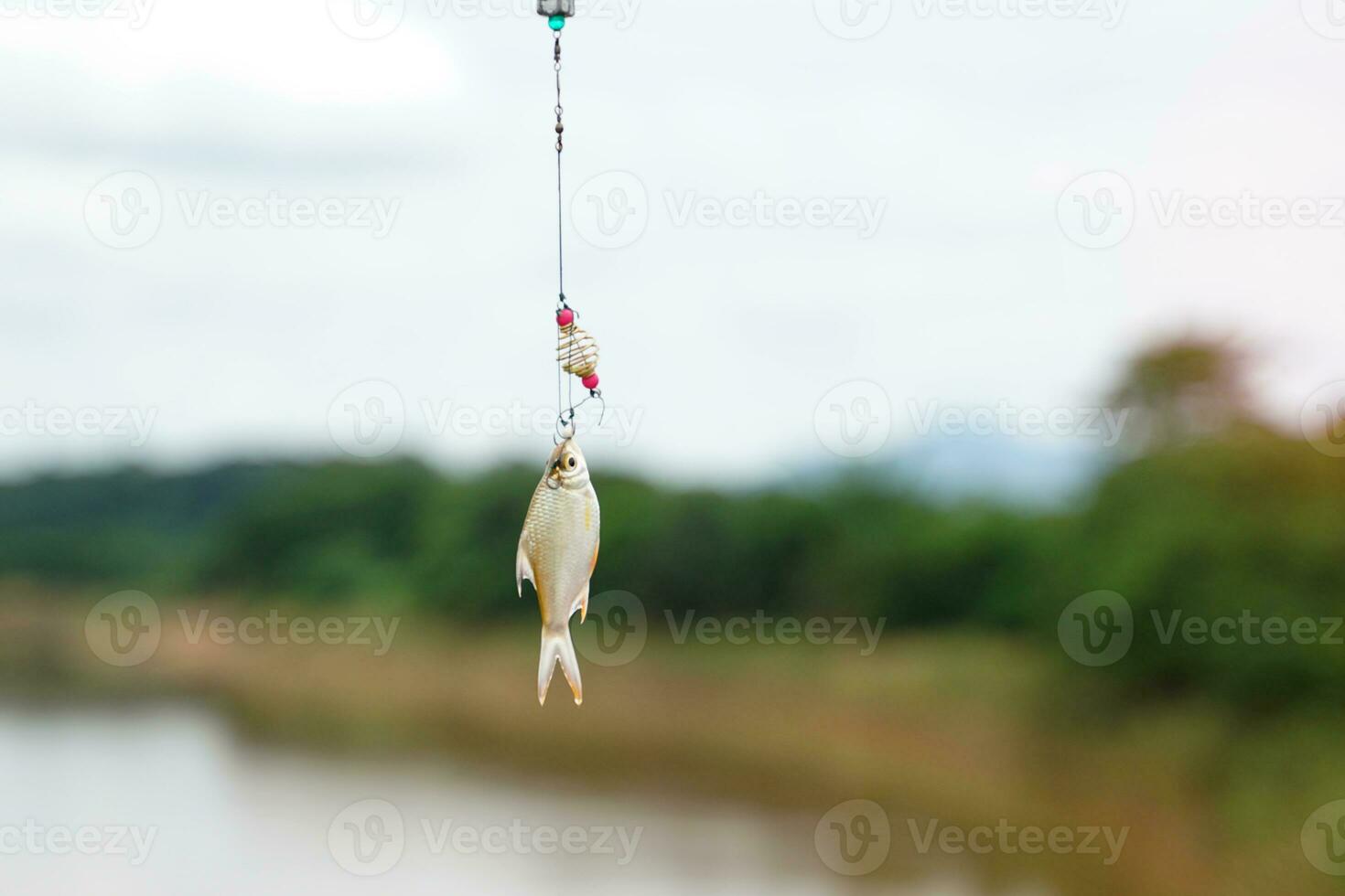 A small fish caught on a hook. It is a freshwater fish that villagers catch from the village river to use in cooking. Soft and selective focus. photo