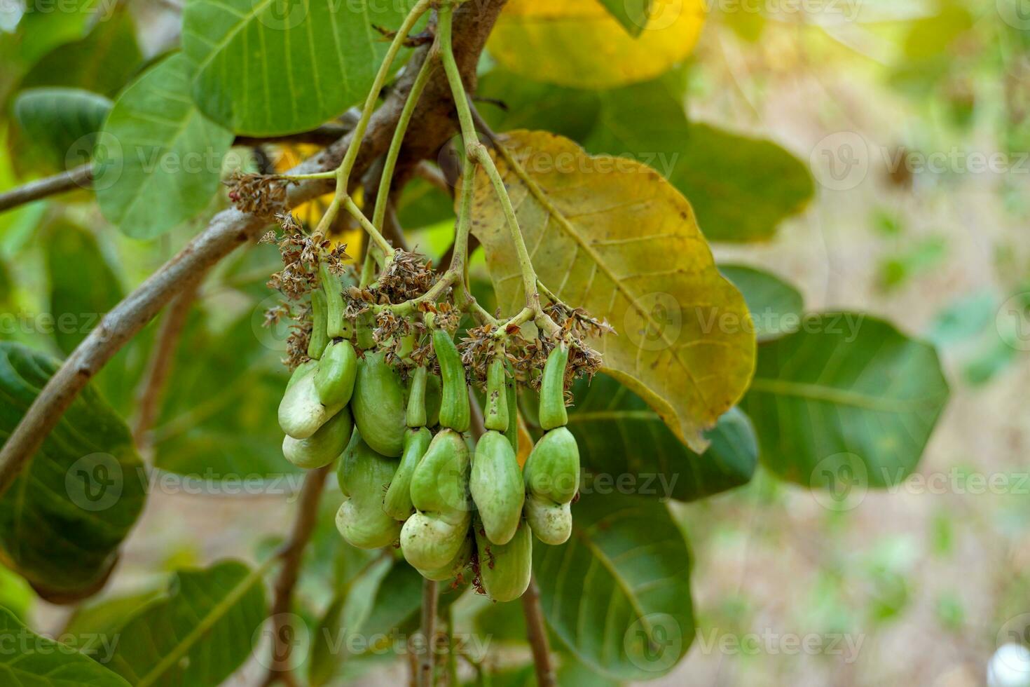 anacardo Fruta árbol. el Fruta mira me gusta Rosa manzana o pera. el joven Fruta es verde. cuando maduro, eso vueltas naranja roja. a el final de el Fruta allí es un semilla, conformado me gusta un riñón. foto