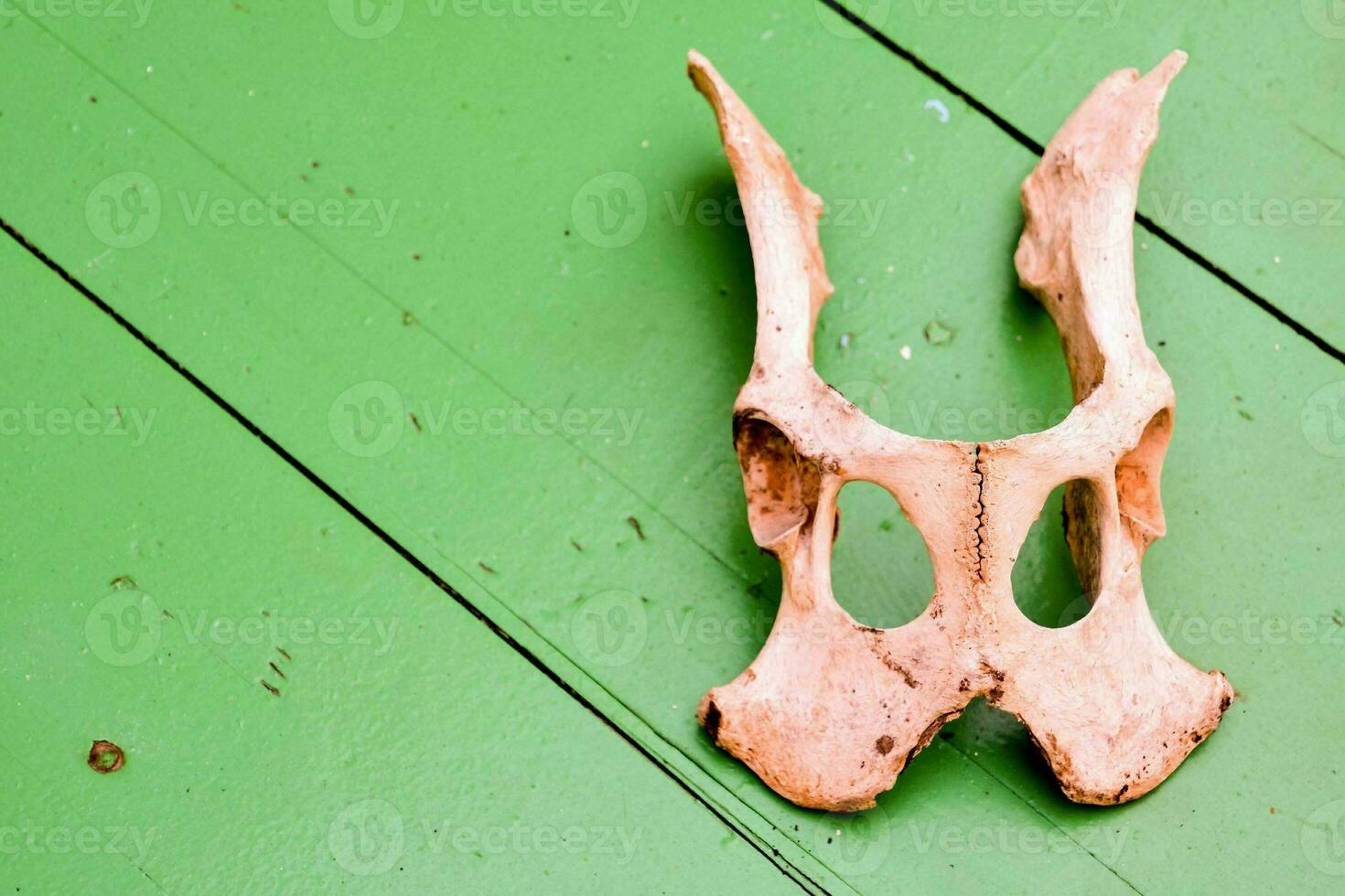 a skull with a hole in it on a green wall photo